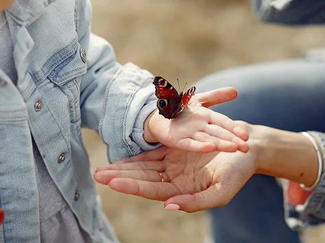 Butterfly Garden